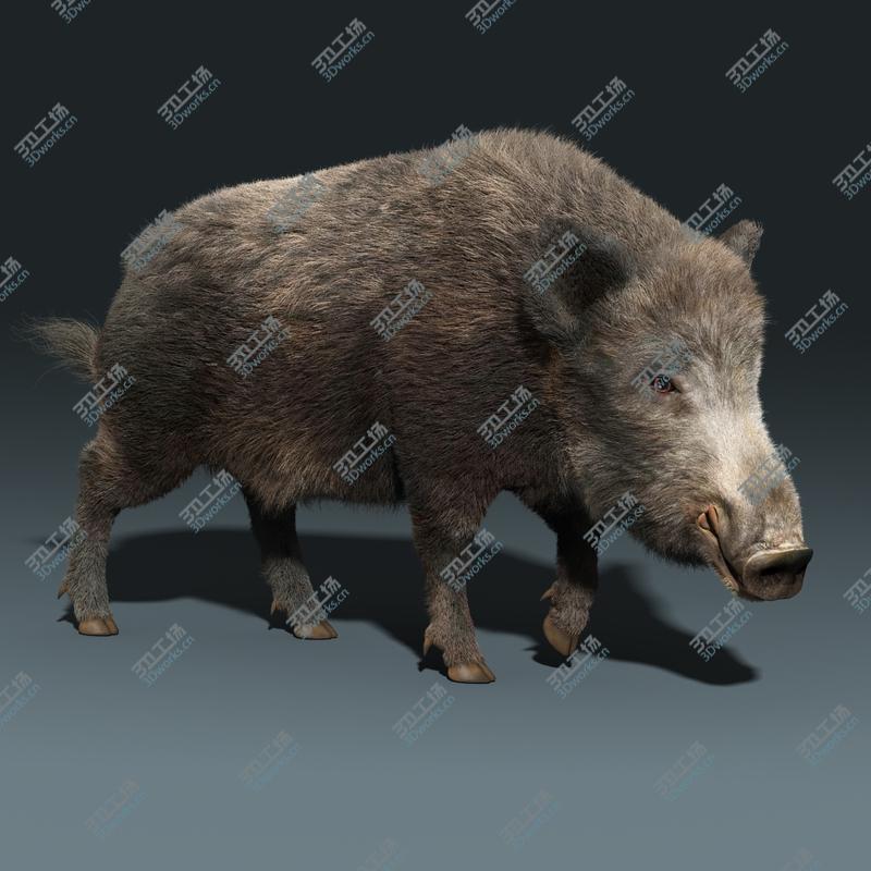 images/goods_img/20210113/Wild Boar(FUR)(RIGGED)/1.jpg